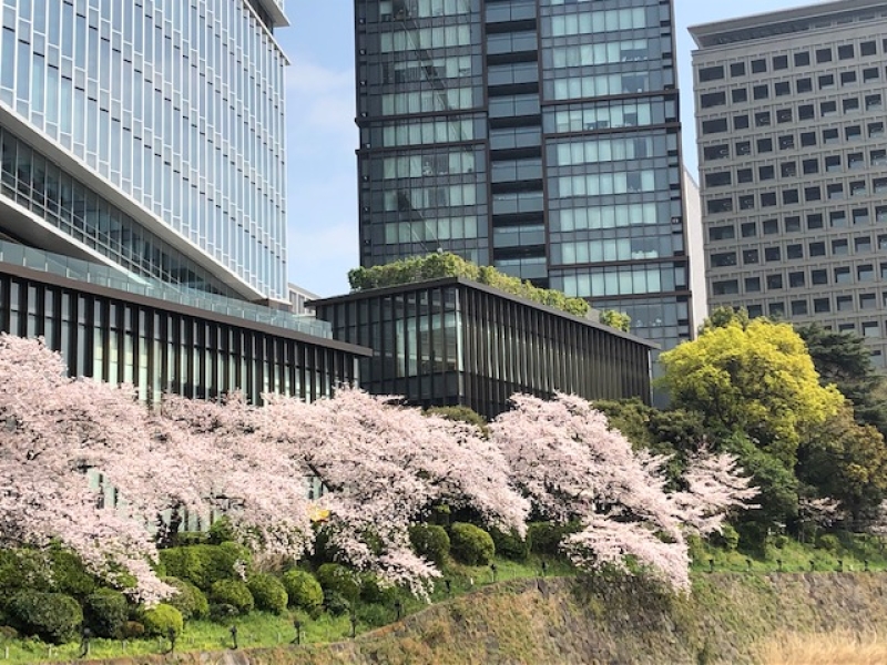 紀尾井町の桜が綺麗にさいてました。