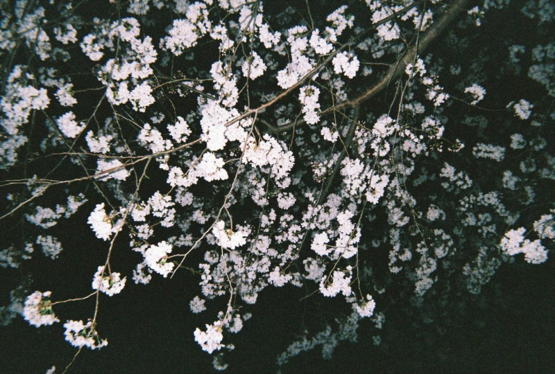 フィルムカメラで撮った桜です💦
