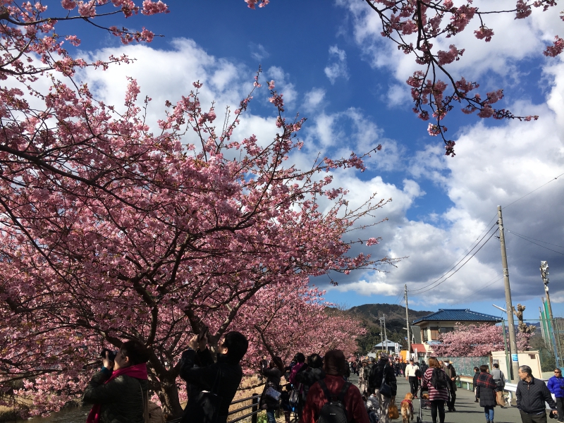 地元は静岡県です！河津桜が有名です！